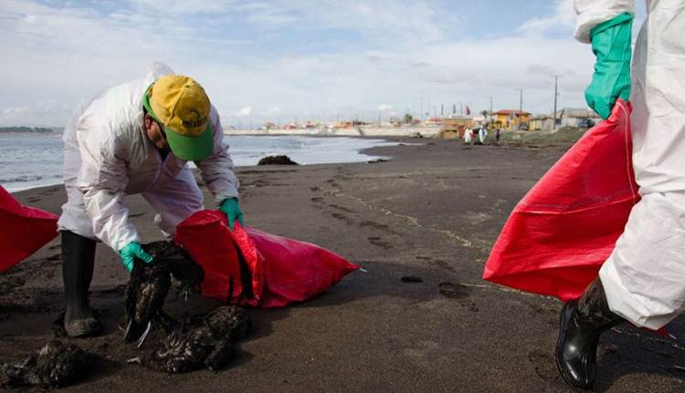 Morte de 1.300 aves em praia no sul do Chile é investigada