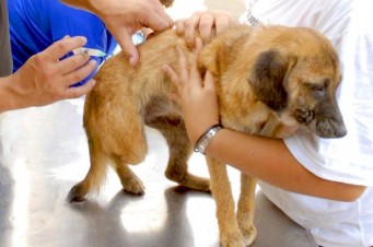 Campanha de imunização contra a raiva pretende vacinar 160 mil cães e gatos 