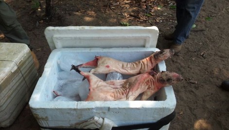  Animais silvestres mortos durante a caça ilegal no Parque do Mirador