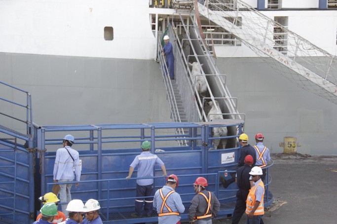 Pela primeira vez, Porto Itaqui faz embarque de carga viva