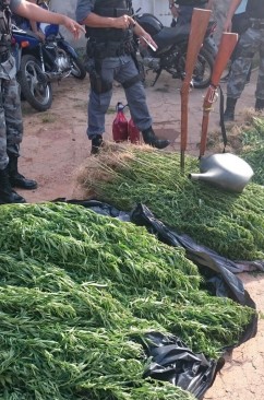 Polícia Militar descobre plantação com 5 mil pés de maconha em Rosário