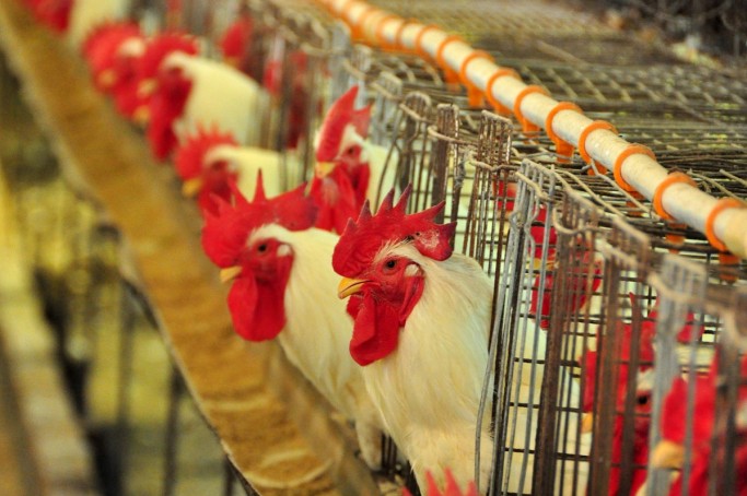 Avicultura aves galinhas frangos