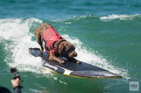 Bono surfando no Surfdog