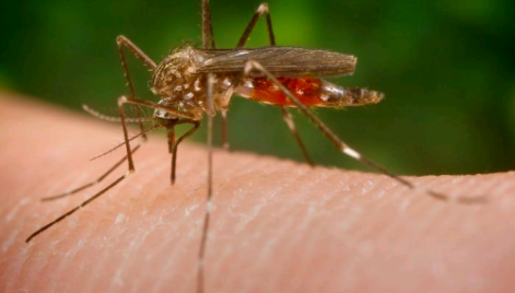 Zika Vírus, as manchas avermelhadas surgem no início da doença, seguida de dores no corpo e febre baixa