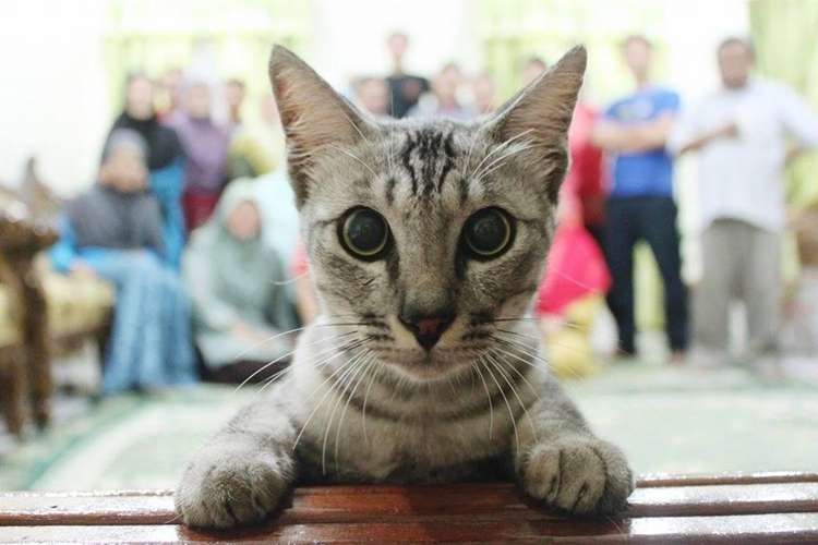 Gato rouba cena em foto de família na internet