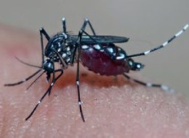 Maranhão vai receber 8 milhões para combate ao Aedes aegypti