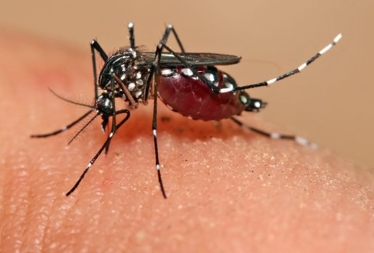Presidente da Fiocruz diz que é praticamente impossível erradicar o Aedes