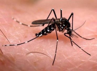 Brasil lidera o ranking de dengue com 6,3 milhões de casos prováveis, diz OMS
