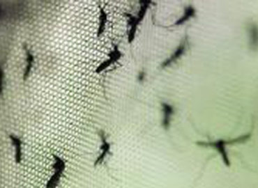 São Luís está fora da zona de risco de dengue