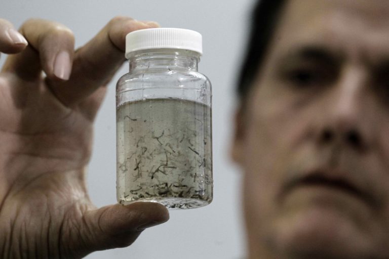 Mulheres e crianças infectadas por Zika desenvolvem imunidade ao vírus
