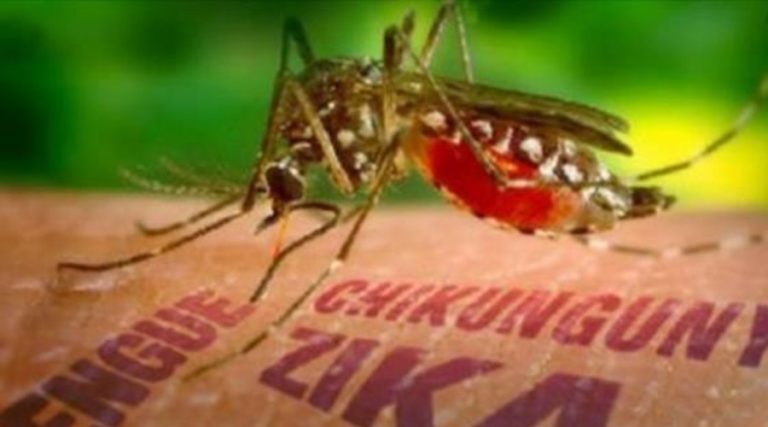 Entenda a diferença entre Zika, Dengue e Chikungunya