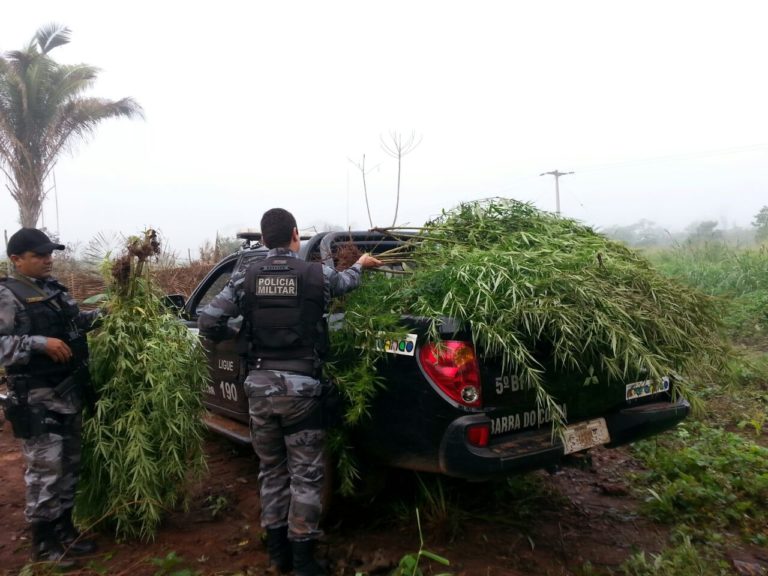 Índios com muita maconha e mais oportunidades – leia os destaques desta quarta (11)