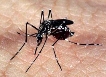 Presença do vírus da dengue faz mosquito picar mais as vítimas