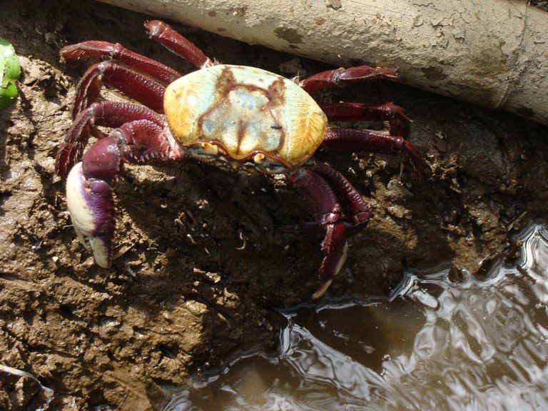 Caça de caranguejo-uçá é proibida em dez estados