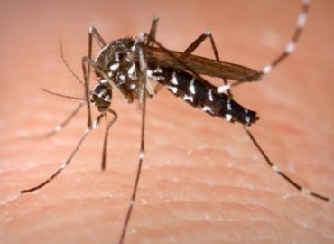 Saiba como se prevenir do Aedes aegypti