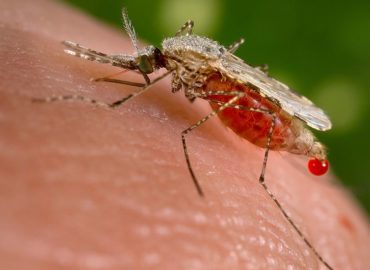 Surto de malária em Rosário é descartado após exames de contraprova