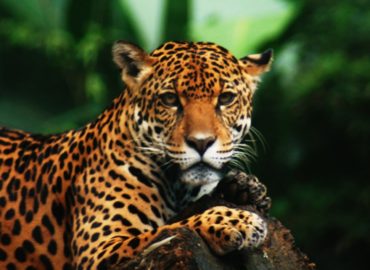 Projeto pode liberar caça esportiva no Brasil