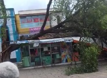 Árvore cai em cima de lanchonetes na Praça Deodoro; veja o vídeo