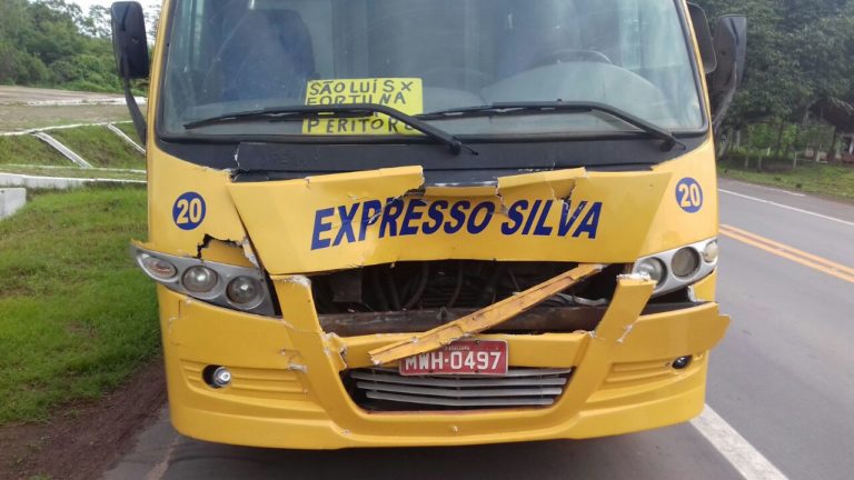 Animal morre atropelado por micro-ônibus