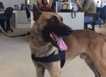 Cão policial da Polícia Civil do MA já encontrou 500 kg em drogas