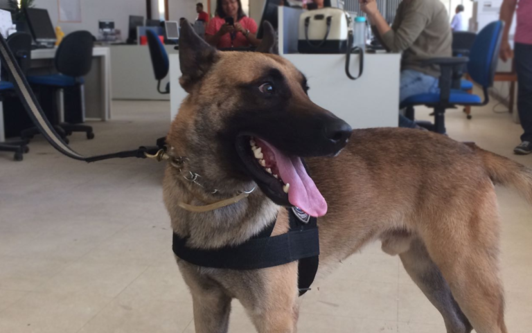 Conheça Vini, o primeiro cão policial da Polícia Civil do Maranhão