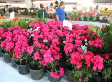 9º Festival de Flores de Holambra movimenta São Luís