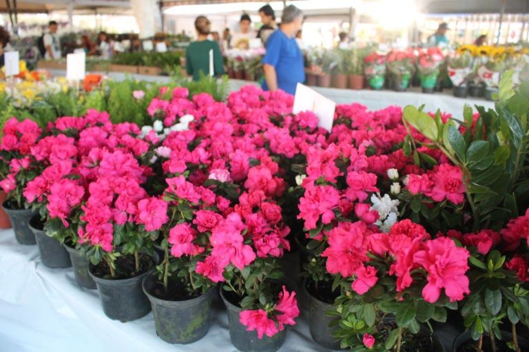 9º Festival de Flores de Holambra movimenta São Luís