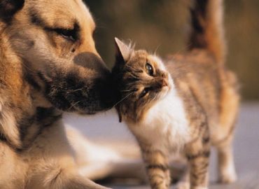 Saiba como participar do “II Bumba Meu Pet” para cães e gatos