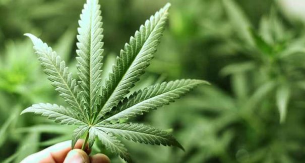 Defensoria Pública busca revisão de prisões por porte de maconha no MA, após decisão do STF