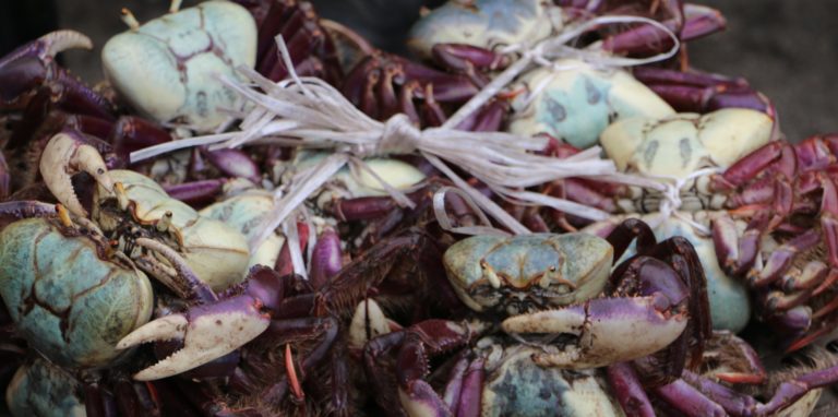 Fiscalização protege caranguejo no período de defeso