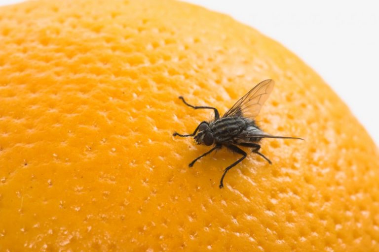 Gastroenterite, a virose da mosca que invadiu a capital