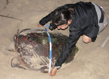 Tartarugas serão monitoradas no litoral do Maranhão