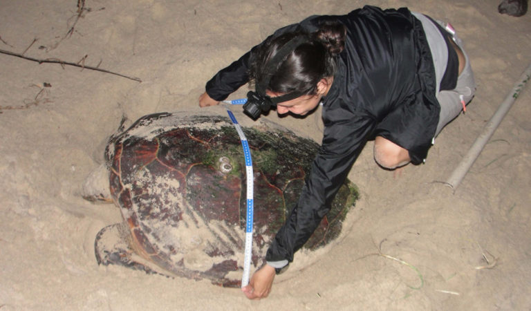 Tartarugas serão monitoradas no litoral do Maranhão