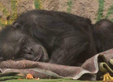 Chega ao Brasil primeira chimpanzé libertada de zoológico por habeas corpus