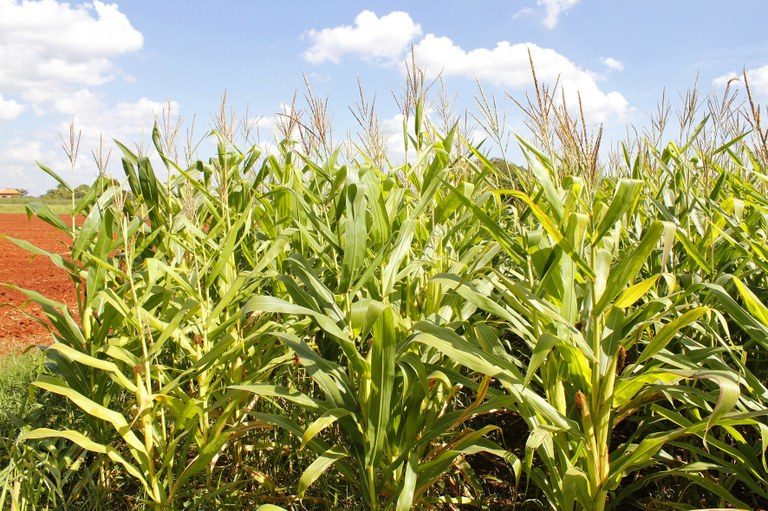 Produtores das regiões Norte e Nordeste recebem 59 mil toneladas de milho