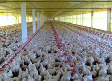Produção de frango cresce no Maranhão