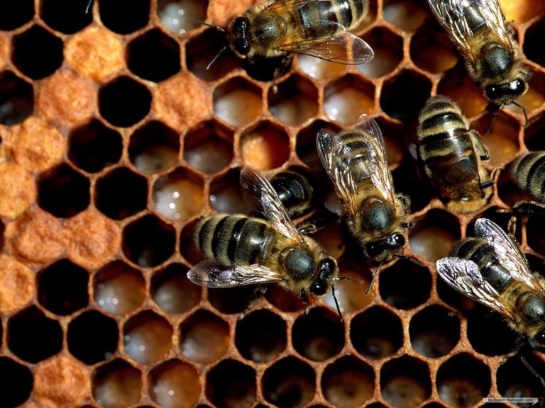 Soro contra veneno de abelhas começa a ser testado em humanos