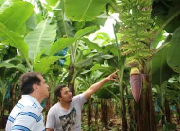 Produção de banana deve ganhar investimentos