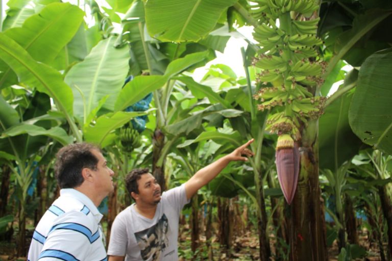 Produção de banana deve ganhar investimentos
