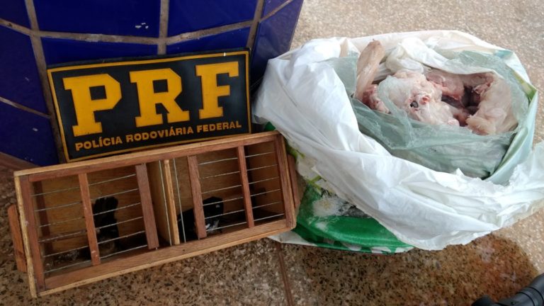 Três homens são presos por crime ambiental no Maranhão