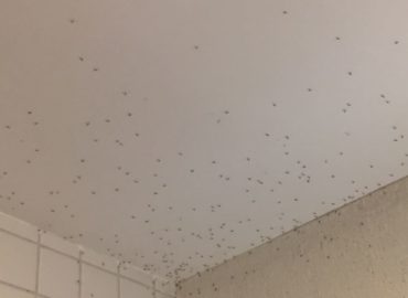 A invasão dos mosquitos na área nobre de São Luís