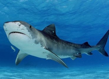 Litoral maranhense possui quase 20 espécies diferentes de tubarão