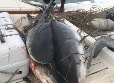 Foto de tubarões pescados na orla maranhense repercutem na web