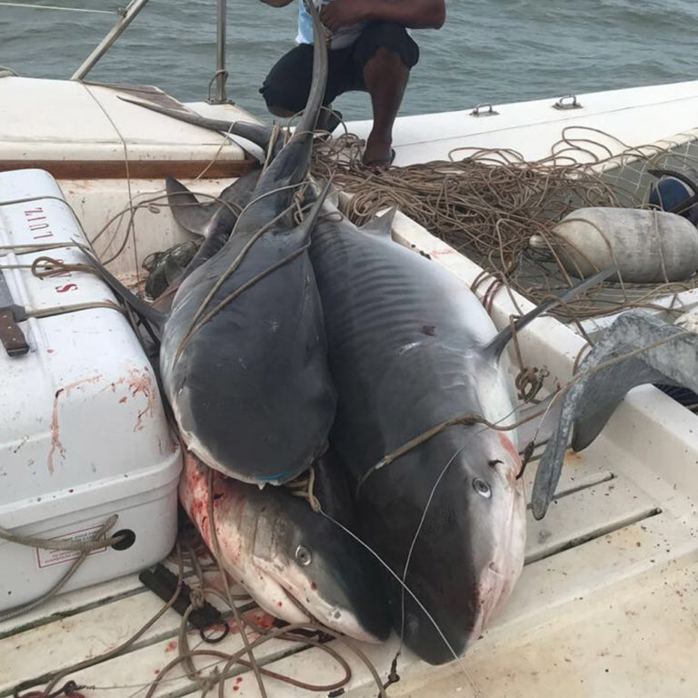 Foto de tubarões pescados na orla maranhense repercutem na web