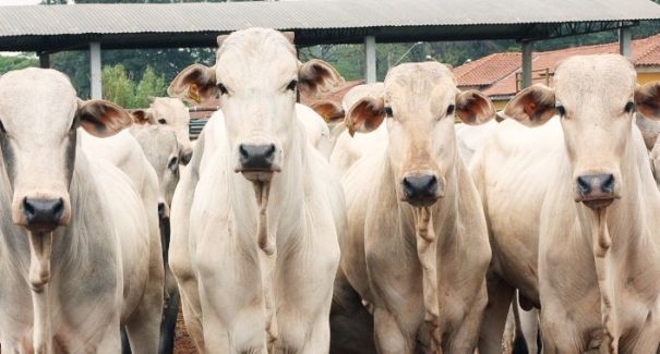 Reforçado o combate ao abate clandestino de animais