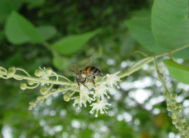 Pesquisa reforça uso de flores na produção de mel