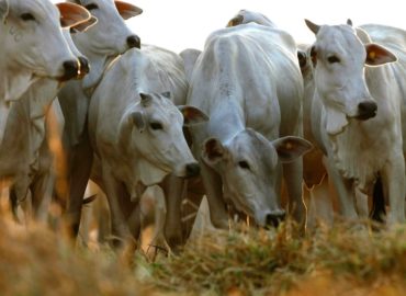 Maranhão emite alerta para raiva em bovinos
