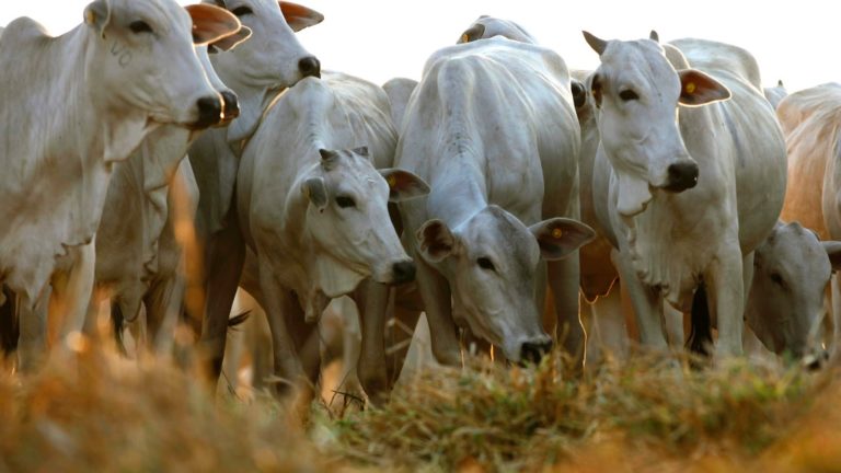 Maranhão emite alerta para raiva em bovinos