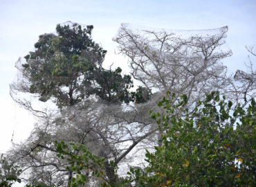 Aranhas continuam infestando Lagoa da Jansen