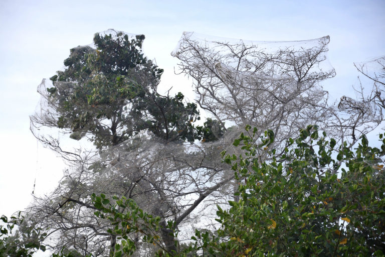 Aranhas continuam infestando Lagoa da Jansen